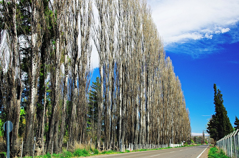 10 Things to Do in Trelew and Surroundings 10 Lights in the poplars