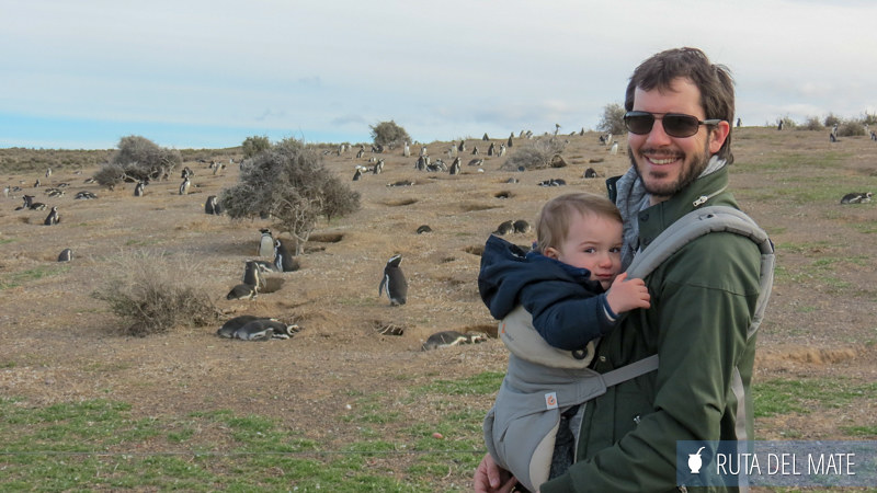 10 Things to Do in Trelew and Surroundings 13 Go to Punta Tombo IMG_6562