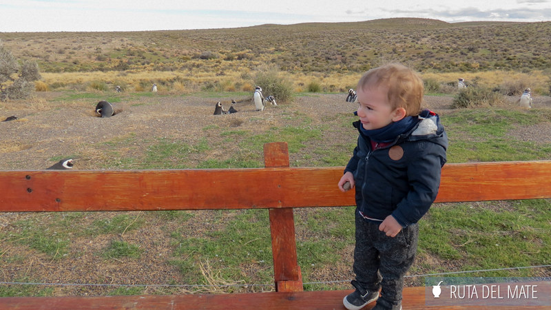 10 Things to Do in Trelew and Surroundings 14 Go to Punta Tombo IMG_6556