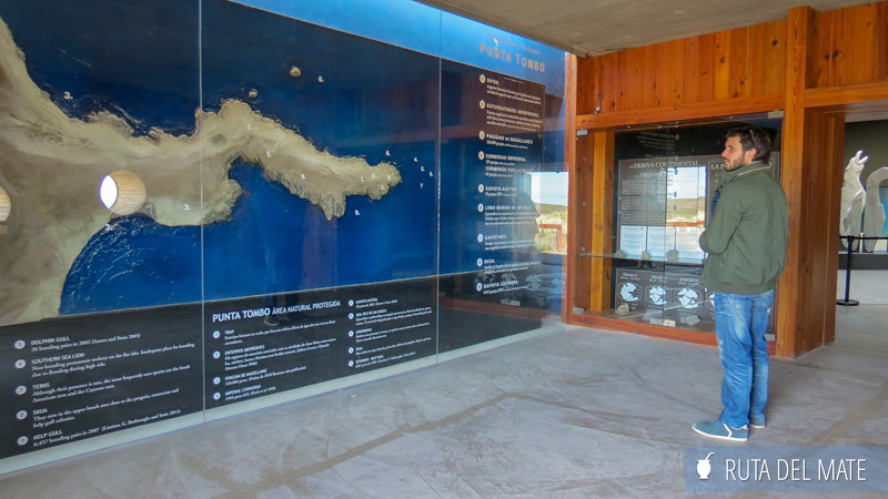 10 Things to Do in Trelew and Surroundings 16 Go to Punta Tombo IMG_6514