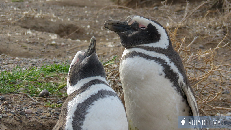 10 Things to Do in Trelew and Surroundings 15 Go to Punta Tombo IMG_6588