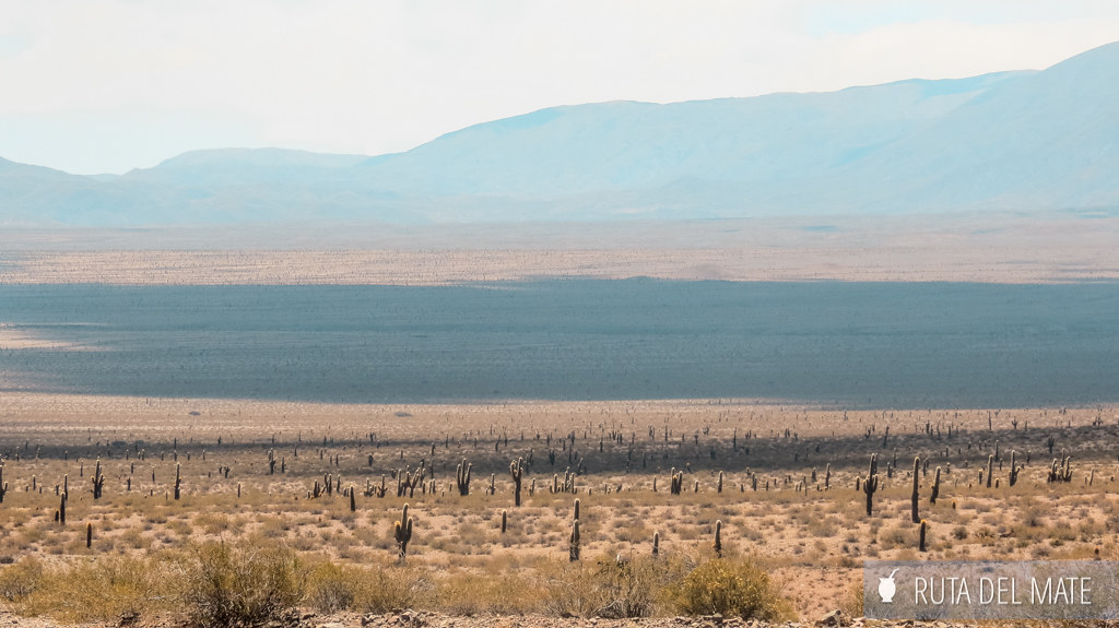 Parque Nacional Los Cardones