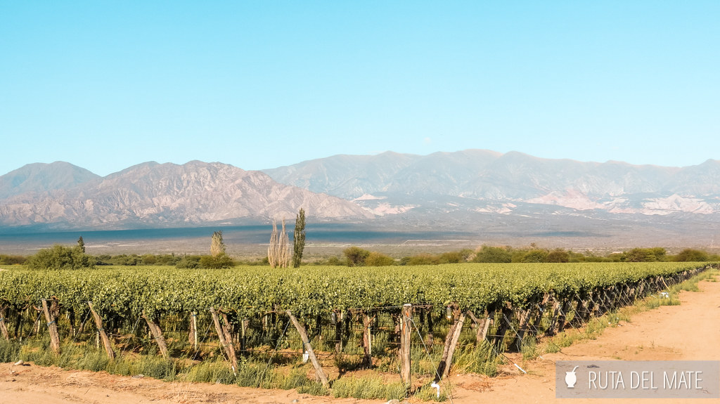 Viñedos, qué ver en Cafayate