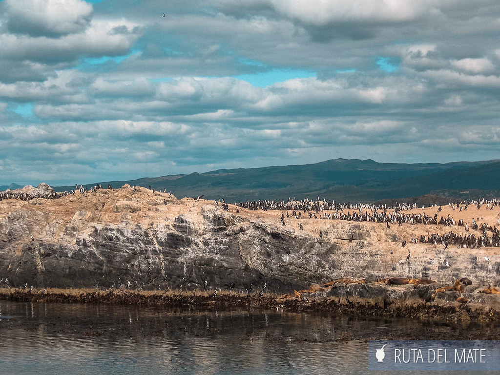 Beagle Channel navigation, bird island