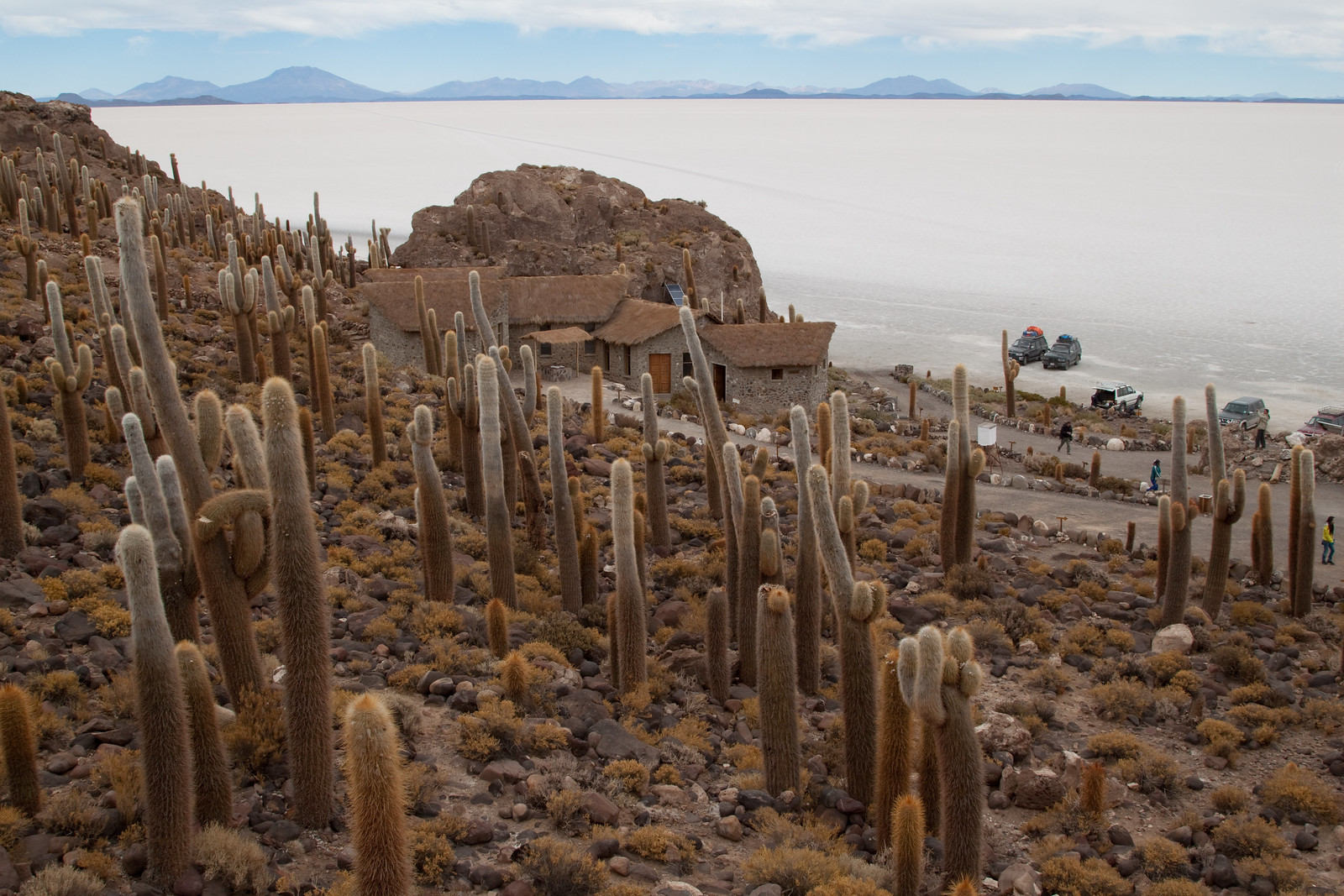 Cacti on Isla Incahuasi